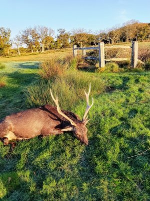 Japanese_Sika_300px